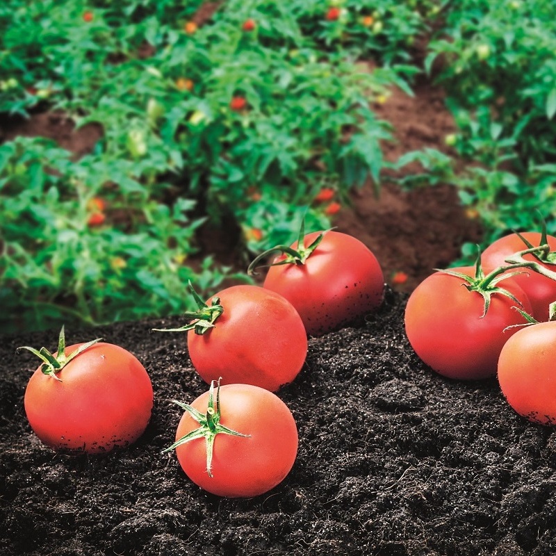 Pomodoro da industria e concimazione post trapianto